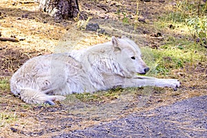 Arctic Wolf Laying Down