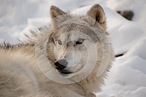 An Arctic Wolf keeping an eye out for predators in the forest photo