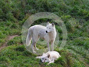 arctic She-wolf and little wolf cub on green grass