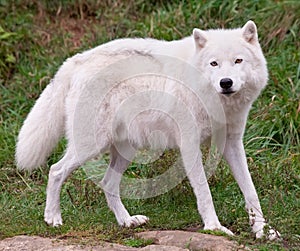 Arctic Wolf Looking at the Camera