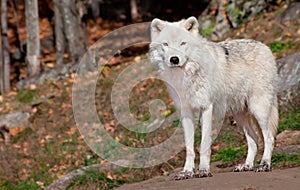 Arctic Wolf Looking at the Camera