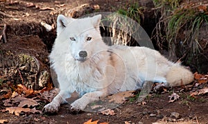 Arctic Wolf Looking at the Camera