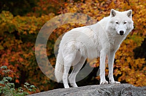 Arctic Wolf Looking at the Camera on a Fall Day