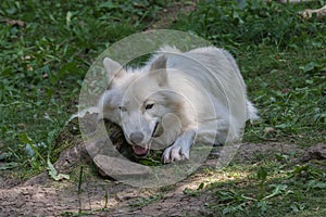 Arctic wolf looking for a prey