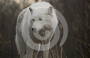 Arctic Wolf Looking To Right