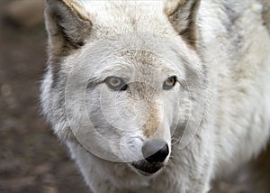 Arctic wolf on the lookout