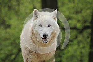 Arctic wolf looks into the camera
