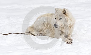 Arctic Wolf Lying on the Snow.