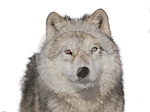 Arctic wolf male head-shoot over white background