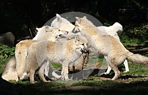 Arctic Wolf Pack