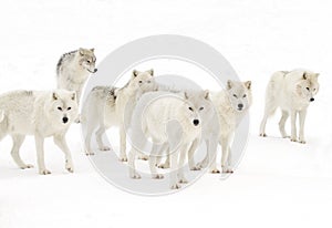 Arctic wolves Canis lupus arctos isolated on white background standing in the winter snow in Canada