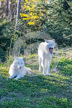 Arctic wolf, pack of white wolves