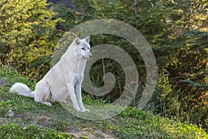 Arctic wolf, pack of white wolves
