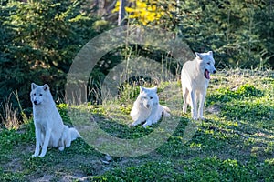 Arctic wolf, pack of white wolves