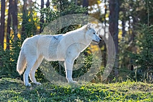 Arctic wolf, pack of white wolves