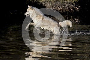 Arctic Wolf photo