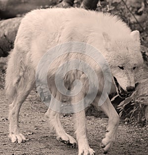 Arctic Wolf or Polar White Wolf