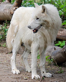 Arctic Wolf or Polar White Wolf