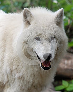 Arctic Wolf or Polar White Wolf