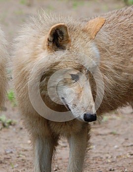 Arctic Wolf or Polar White Wolf