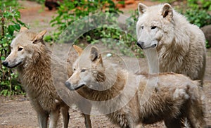 Arctic Wolf or Polar White Wolf