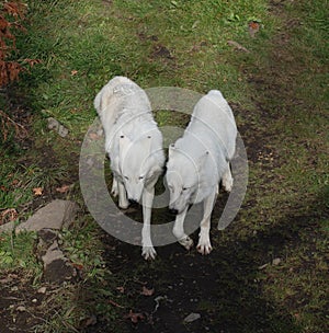 Arctic Wolf or Polar White Wolf,