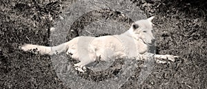 Arctic Wolf or Polar White Wolf,