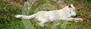 Arctic Wolf or Polar White Wolf,