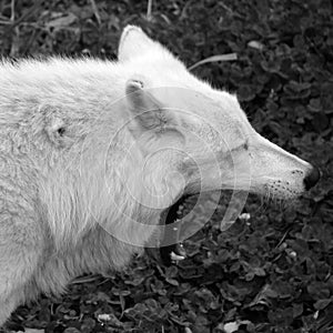 Arctic Wolf or Polar White Wolf