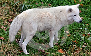 Arctic Wolf or Polar White Wolf