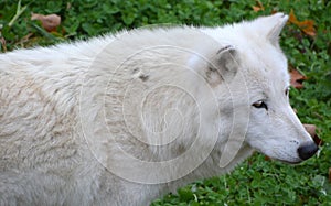 Arctic Wolf or Polar White Wolf
