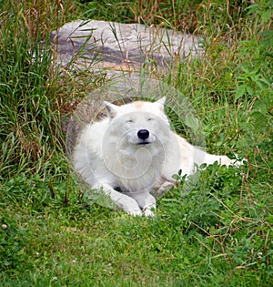 Arctic Wolf or Polar White Wolf, is a subspecies of the Gray Wolf,