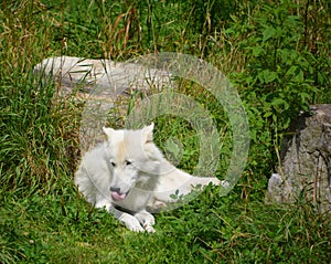 Arctic Wolf or Polar White Wolf, is a subspecies of the Gray Wolf,