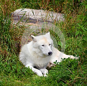 Arctic Wolf or Polar White Wolf, is a subspecies of the Gray Wolf,