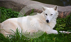 Arctic Wolf or Polar White Wolf, is a subspecies of the Gray Wolf