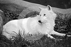 Arctic Wolf or Polar White Wolf, is a subspecies of the Gray Wolf