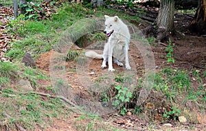 Arctic Wolf or Polar White Wolf, is a subspecies of the Gray Wolf,