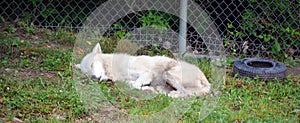 Arctic Wolf or Polar White Wolf, is a subspecies of the Gray Wolf, photo