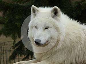 Arctic wolf - a portrait