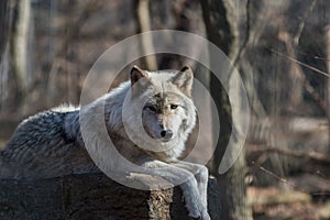 Arctic Wolf posed on rock in early spring