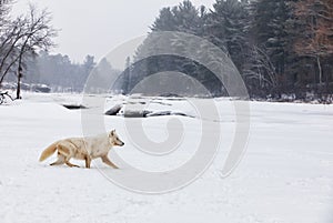 Arctic wolf profile