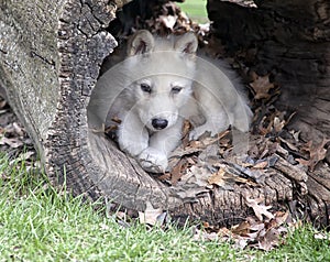 Arctic Wolf pup