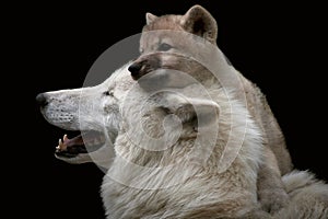 Arctic wolf pup on mother`s head. Canis lupus arctos.