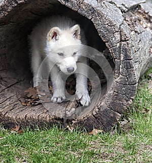 Arctic wolf pup