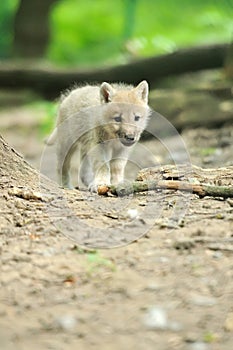 Arctic wolf puppy