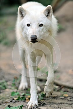 Arctic wolf puppy