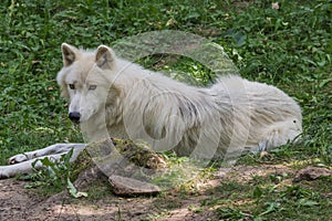 Arctic wolf resting on the forest floor