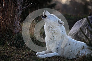 Arctic wolf roar