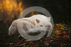 Arctic wolf photo