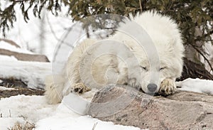 Arctic Wolf Sleeping On Rock in Snow